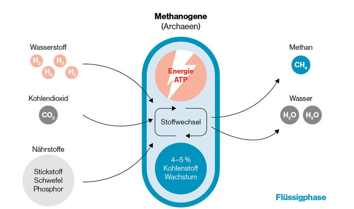 Biologische Methanisierung durch methanbildende Mikroben (Archaeen).